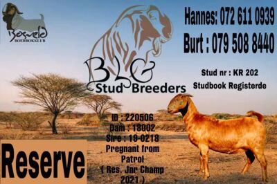 1X KALAHARI RED STUD DOE BLG Stud Breeders