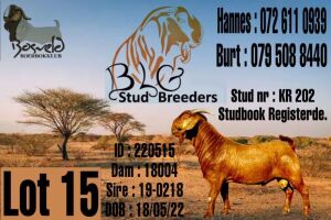 1X KALAHARI RED FLOCK BUCK BLG Stud Breeders