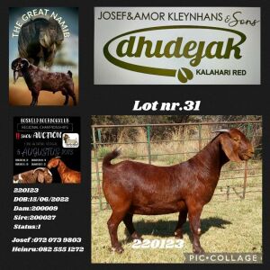 1X KALAHARI RED STUD DOE Dhidejak Kalahari Reds