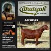 1X KALAHARI RED STUD DOE Dhidejak Kalahari Reds