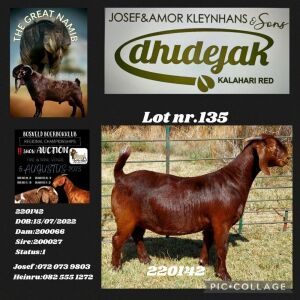 1X KALAHARI RED STUD DOE Dhidejak Kalahari Reds