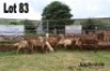 LOT 83 3X MEATMASTER OOI/EWE LAPFONTEIN MEATMASTERS(PER STUK OM LOT TE NEEM/PER PIECE TO TAKE THE LOT) - 2