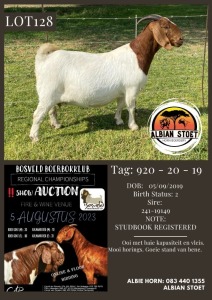 1X BOER GOAT PREGNANT FLOCK DOE Albian Stoet