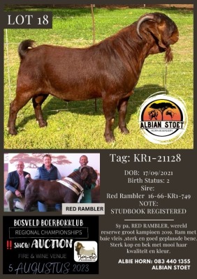 1X KALAHARI RED FLOCK BUCK Albian Stoet