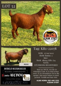 1X KALAHARI RED STUD DOE Albian Stoet