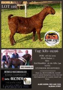 1X KALAHARI RED PREGNANT FLOCK DOE Albian Stoet