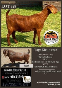 1X KALAHARI RED PREGNANT STUD DOE Albian Stoet