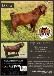 1X KALAHARI RED STUD BUCK Albian Stoet