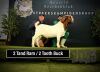 1X BOER GOAT FLOCK BUCK Bezuidenhout Boerbokstoet - 2