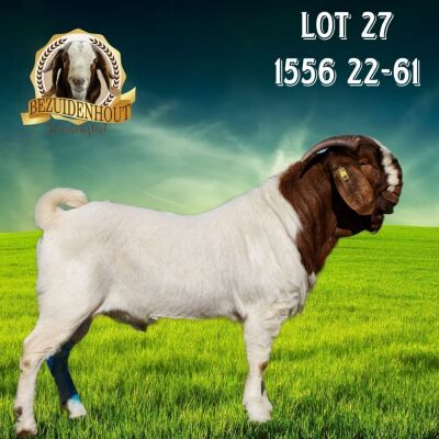 1X BOER GOAT FLOCK BUCK Bezuidenhout Boerbokstoet