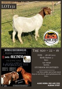 1X BOER GOAT STUD DOE Albian Stoet