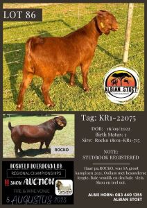 1X KALAHARI RED STUD DOE Albian Stoet