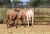 1X OOI/EWE Thaba Meatmasters - Chris Barkhuizen - 076 8506726 (Highest Bidder may choose A, B or C of Lot round or take all - Pay per piece. Choice once per Lot round, Rest to take all) - 6