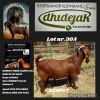 1X KALAHARI RED FLOCK BUCK Dhidejak Kalahari Reds