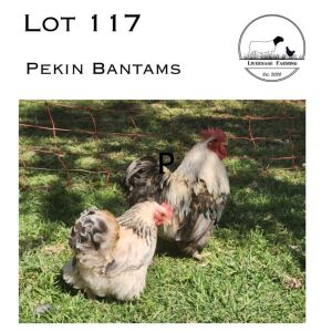 2X Pekin Bantam Rooster + Hen LIVERSAGE FARMING