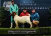 1X BOER GOAT STUD BUCK Passano Boerbokstoet