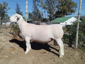 LOT 6 1X STUD WHITE DORPER RAM Tromp Cilliers & Seuns