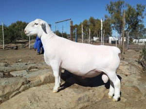 LOT 7 1X FLOCK WHITE DORPER RAM Tromp Cilliers & Seuns