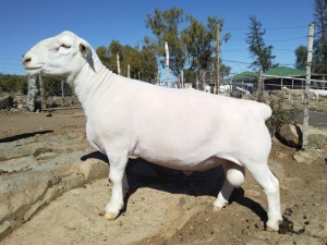 LOT 8 1X FLOCK WHITE DORPER RAM Tromp Cilliers & Seuns