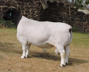 LOT 70 1X FLOCK DORPER RAM Izak Nel Dorpers