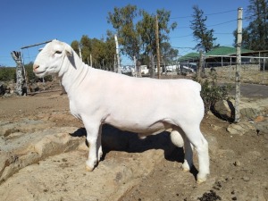 LOT 9 1X FLOCK WHITE DORPER RAM Tromp Cilliers & Seuns