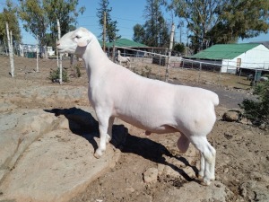 LOT 10 1X FLOCK WHITE DORPER RAM Tromp Cilliers & Seuns