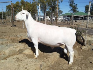 WITHDRAWN - LOT 66 1X WHITE DORPER RAM Tromp Cilliers & Seuns