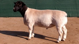 LOT 17 1X T5 DORPER RAM Leeuwdrift Dorper Stud