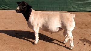 LOT 19 1X STUD DORPER RAM Leeuwdrift Dorper Stud