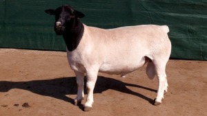 LOT 32 1X STUD DORPER RAM Leeuwdrift Dorper Stud