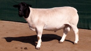 LOT 33 1X STUD DORPER RAM Leeuwdrift Dorper Stud