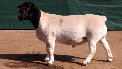 LOT 34 1X STUD DORPER RAM Leeuwdrift Dorper Stud