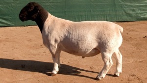 LOT 16 1X T5 DORPER RAM Leeuwdrift Dorper Stud