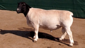 LOT 35 1X STUD DORPER RAM Leeuwdrift Dorper Stud