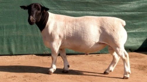LOT 31 1X STUD DORPER RAM Leeuwdrift Dorper Stud