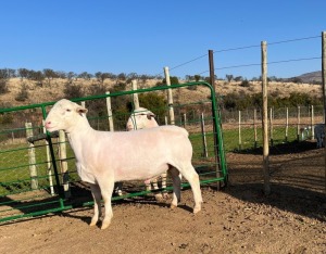 LOT 53 1X FLOCK WHITE DORPER RAM Witgoud Dorpers 816