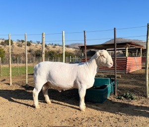 LOT 54 1X FLOCK WHITE DORPER RAM Witgoud Dorpers 816