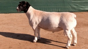 LOT 18 1X STUD DORPER RAM Leeuwdrift Dorper Stud