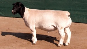 LOT 20 1X T5 DORPER RAM Leeuwdrift Dorper Stud