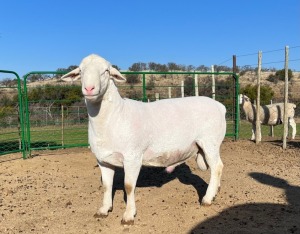 LOT 55 1X FLOCK WHITE DORPER RAM Witgoud Dorpers 816