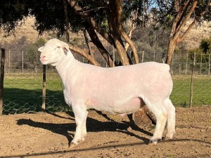 LOT 51 1X FLOCK WHITE DORPER RAM Witgoud Dorpers 816