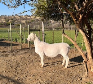 LOT 52 1X FLOCK WHITE DORPER RAM Witgoud Dorpers 816