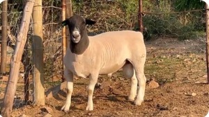 LOT 46 1X STUD DORPER RAM Suidwaaikraal Dorpers