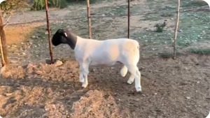 LOT 50 1X FLOCK DORPER RAM Suidwaaikraal Dorpers