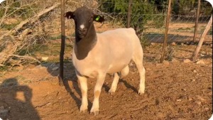 LOT 47 1X FLOCK DORPER RAM Suidwaaikraal Dorpers