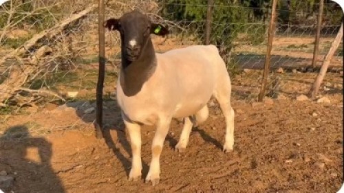 LOT 47 1X FLOCK DORPER RAM Suidwaaikraal Dorpers