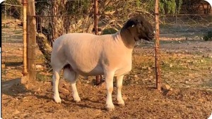 LOT 48 1X FLOCK DORPER RAM Suidwaaikraal Dorpers