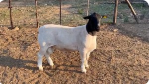 LOT 49 1X FLOCK DORPER RAM Suidwaaikraal Dorpers