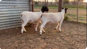 LOT 1 2X DORPER EWE Suidwaaikraal Dorpers