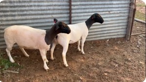 LOT 2 2X DORPER EWE Suidwaaikraal Dorpers